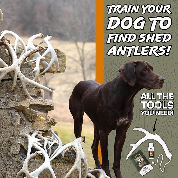 DogBone Shed Hunting Dog Training Kit – Train Your Puppy to Find Deer Antlers - Includes 2 oz Scent for Nosework & Flexible Floating Dummy for Retrieving - Perfect for Whitetail Hunters-PawvioPets