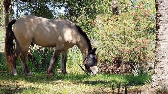 EquiVizor 95% UV Eye Protection (COB) Standard Horse Fly Mask - Help with Uveitis, Corneal Ulcer, Light Sensitivity. Designed to Stay On Your Horse, Off The Ground.-PawvioPets