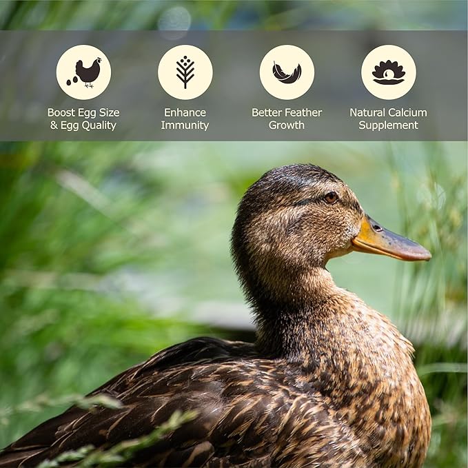 2LB Dried Black Soldier Fly Larvae, More Calcium Than Dried Mealworms, High Protein Chicken Feed, Poultry Treat, Chicken Scratch-PawvioPets