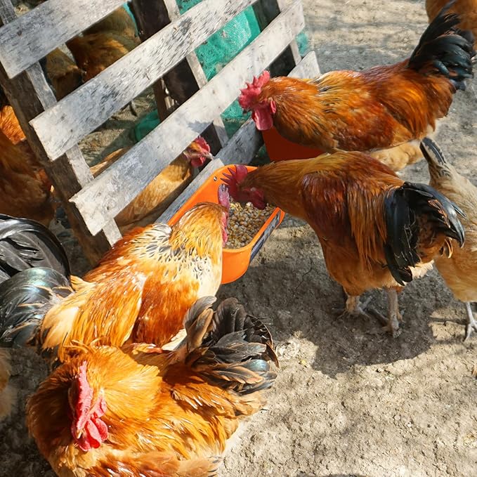 Goovilla Chicken Feeder Waterer, Hanging or Screw-in Fence Feeder with Clips, 2 Pack 5 Quart Goat Feeder Supplies, Duck Piglet Sheeple Coop Dog Livestock Poultry Plastic Feeder Trough Bucket, Orange-PawvioPets
