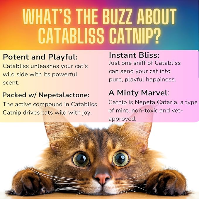 1oz Cat Nip for Cats, Turbo Charging Blend for Refillable Catnip Toys, 100% Essential Natural Cat Weed Treat, Non-Addictive, Enhancing Play for Indoor Cats-PawvioPets