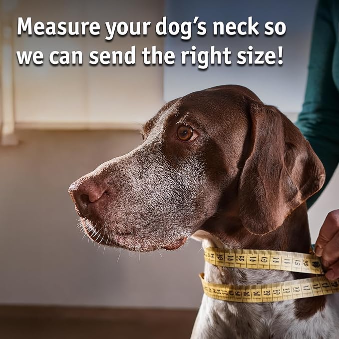 Biothane Custom Dog Collar – Waterproof, Stink-Proof Personalized Collar with Name & Phone Number – Durable, Many Sizes and Colors – Assembled in USA (Royal Blue)-PawvioPets