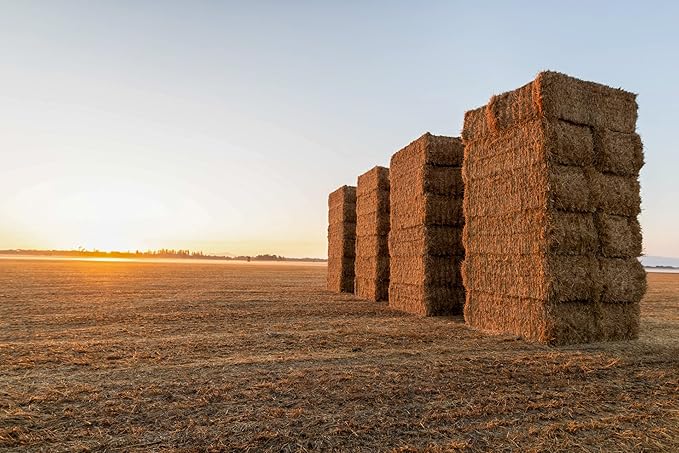 Blue Mountain Hay High-Altitude Hay - Organic Alfalfa, 5lb - High Protein, Fiber & Mineral-Rich - Soft, Leafy, High Leaf Retention - Ideal for Goats, Rabbits, Guinea Pigs & Other Small Animals-PawvioPets