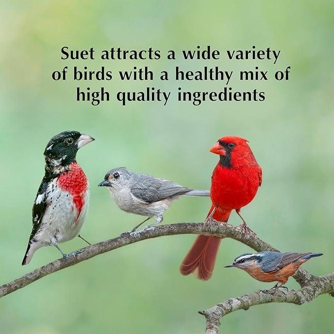 C&S Oriole Delight No Melt Suet Dough 11.75 Ounces 8 Pack-PawvioPets