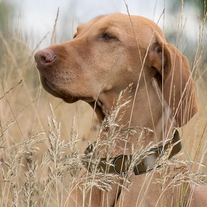 Dogline Biothane Waterproof Dog Collar Strong Coated Nylon Webbing with Black Hardware Odor- Proof for Easy Care Easy to Clean High Performance Fits Small Medium or Large Dogs, Dark Chocolate Brown-PawvioPets