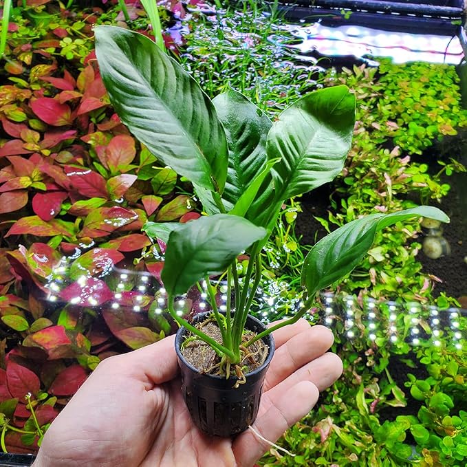 Anubias Live Aquarium Plants - Potted Freshwater Plant for Fish Tanks, Terrariums - Beginner Friendly Low Light (Heterophylla, 1 Pot)-PawvioPets