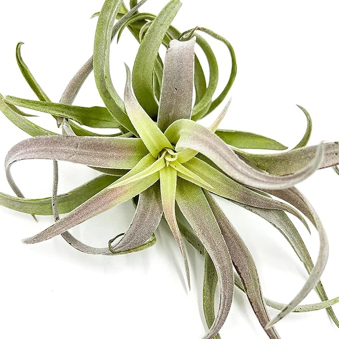 Air Plants - Tillandsia Cacticola, Jumbo 6-9" - 3ct - Live Arrival Guaranteed - House Plants for Home Decor & Gift-PawvioPets
