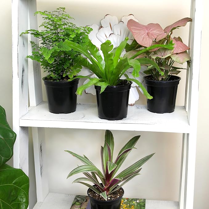 Essential Houseplant Collection (4PK) Live Plants Indoor Plants Live Houseplants in Plant Pots, Easy House Plants Indoors Live, Snake Plant, Pothos in Potting Soil, Clean Air Plants by Plants for Pets-PawvioPets