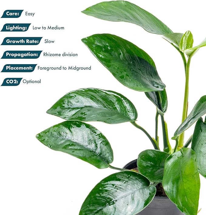 Anubias Live Aquarium Plants - Anubias Nana Tropica (Anubias barteri Nana) - Low Light Epiphytic Rhizome for Foreground to Midground Freshwater Aquascapes, Dark Green Accent - Pot-PawvioPets