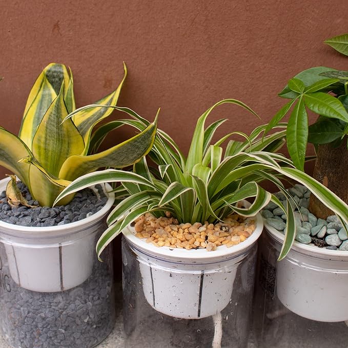 7lb Cactus Pea Gravel Rocks,1/5 Inch Pebbles for Indoor Plants, Natural Succulent Rock and River Rocks Decorative for Aquariums, Vases, Terrarium, Outdoor Gardening, Top Dressing for Potted Plants-PawvioPets