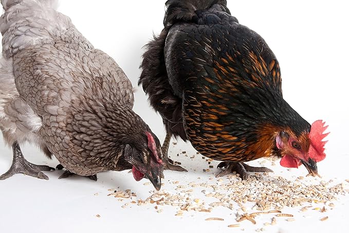 Dried Black Soldier Fly Larvae, 100% Natural, Non-GMO, High-Protein Treats for Chickens, Layer Hens, Wild Birds, Ducks, 13.3 oz, Pack of 4-PawvioPets