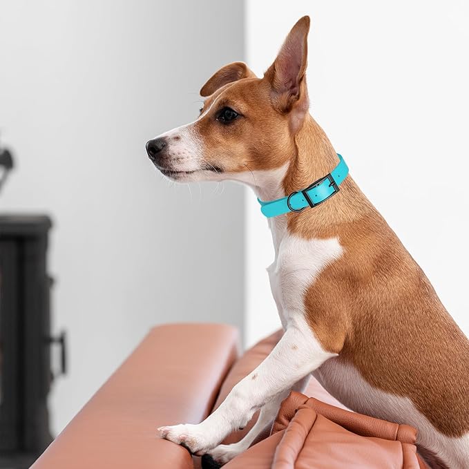 Dogline Biothane Waterproof Dog Collar Strong Coated Nylon Webbing with Black Hardware Odor- Proof for Easy Care Easy to Clean High Performance Fits Small Medium or Large Dogs, Sky Blue-PawvioPets
