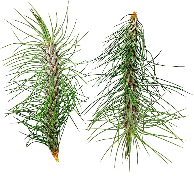 Air Plants - Colombian Tillandsia Funckiana, Large 5" - 2ct - Live Arrival Guaranteed - House Plants for Home Decor & Gift-PawvioPets