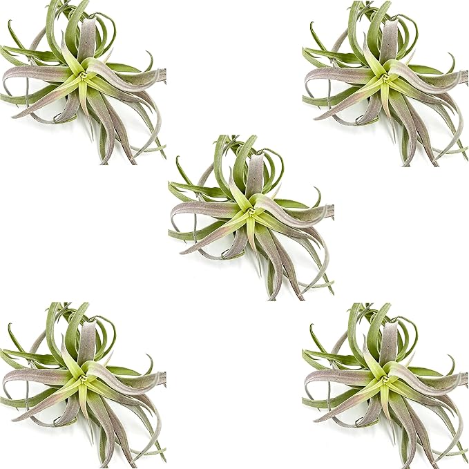 Air Plants - Tillandsia Cacticola, Jumbo 6-9" - 5ct - Live Arrival Guaranteed - House Plants for Home Decor & Gift-PawvioPets