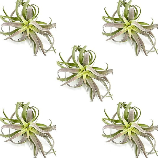 Air Plants - Tillandsia Cacticola, Jumbo 6-9" - 5ct - Live Arrival Guaranteed - House Plants for Home Decor & Gift-PawvioPets