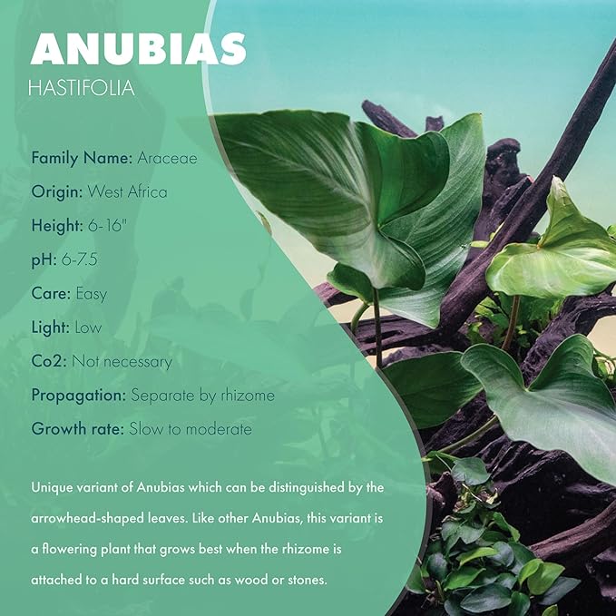 Anubias Live Aquarium Plants - Potted Freshwater Plant for Fish Tanks, Terrariums - Beginner Friendly Low Light (Hastifolia, 1 Pot)-PawvioPets