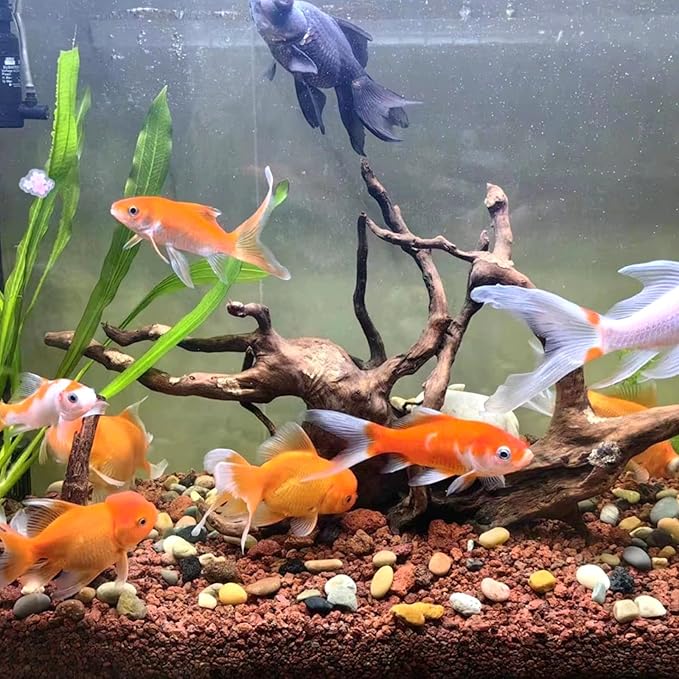 2 lbs Red Lava Rocks for Plants,1/4 Inch Crush Volcanic Rock Gravel Potting Mix for Succulent Cactus Bonsai Aquarium Fire Pits and Garden Landscaping-PawvioPets