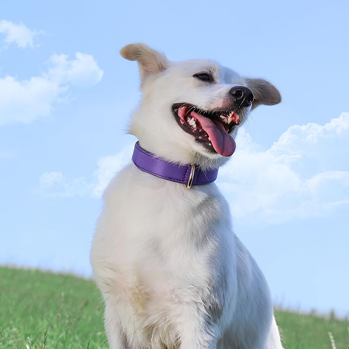 Didog Soft Padded Dog Collars for Small Dogs, Lightweight and Breathable Purple Dog Collar with Metal Buckle, Purple, M-PawvioPets