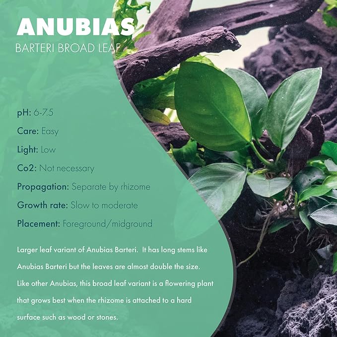 Anubias Live Aquarium Plants - Potted Freshwater Plant for Fish Tanks, Terrariums - Beginner Friendly Low Light (Barteri Broad Leaf, Mother Plant)-PawvioPets