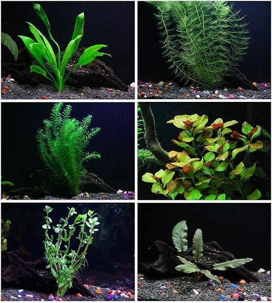 24 Plants Bundle / 6 Species Live Aquarium Plants Package - Microsorum, Amazon Sword, Anubias, Moneywort, Hornwort, etc. (100+ Gallon Aquariums)-PawvioPets