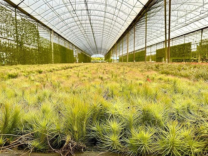 Air Plants - Tillandsia Funckiana, Large 5" - 1ct - Live Arrival Guaranteed - House Plants for Home Decor & Gift-PawvioPets
