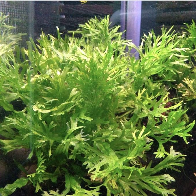 Anubias, Java Fern, Moss and more! Freshwater Live Aquarium Plants on Driftwood for Aquatic Tropical Fish Tank Decorations - Easy for Beginner by Greenpro (Java Fern Windelov)-PawvioPets
