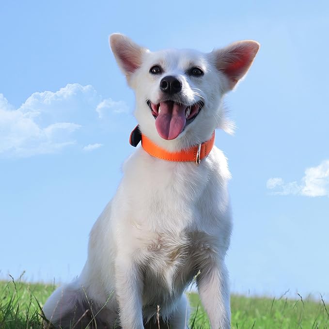 Didog Soft Padded Dog Collars for Small Dogs, Lightweight and Breathable Dog Collar with Metal Buckle for Puppy, Orange, S-PawvioPets