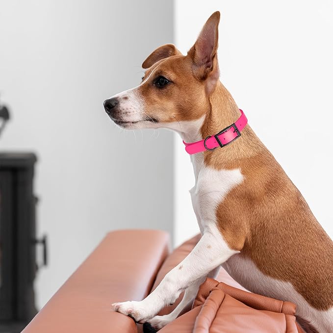 Dogline Biothane Waterproof Dog Collar Strong Coated Nylon Webbing with Black Hardware Odor- Proof for Easy Care Easy to Clean High Performance Fits Small Medium or Large Dogs, Passionfruit Pink-PawvioPets