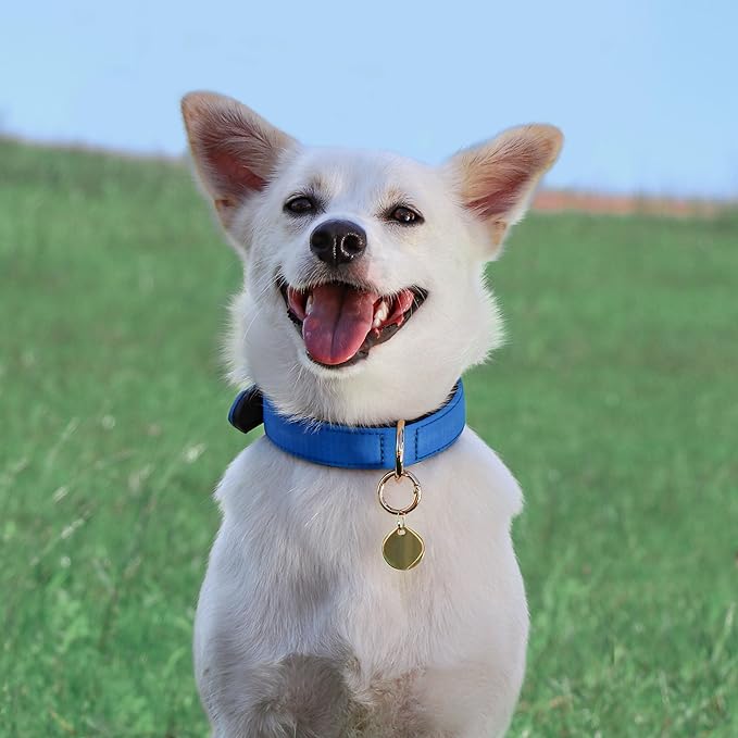 Didog Soft Padded Dog Collars for Medium Dogs, Lightweight and Breathable Dog Collar with Metal Buckle, Blue, L-PawvioPets