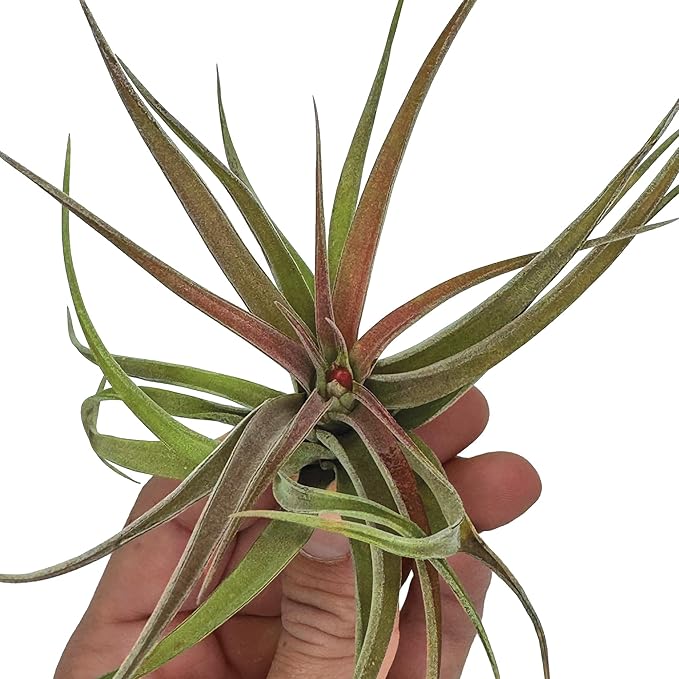 Air Plants - Tillandsia Brachycaulos Abdita, Large 4-6" - 2 ct - Live Arrival Guaranteed - House Plants for Home Decor & Gift-PawvioPets