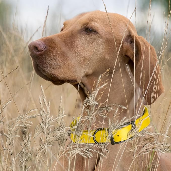 Dogline Biothane Waterproof Dog Collar Strong Coated Nylon Webbing with Black Hardware Odor- Proof for Easy Care Easy to Clean High Performance Fits Small Medium or Large Dogs, Lemon Yellow-PawvioPets