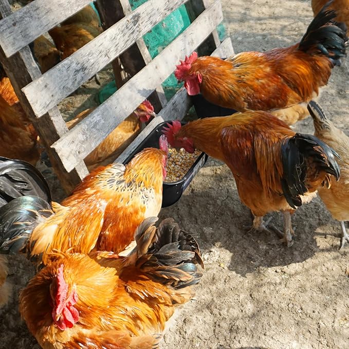 Goovilla Chicken Feeder Waterer, Hanging or Screw-in Fence Feeders with Clips, 2 Pack 5 Quart Goat Feeding Supplies, Duck Piglet Sheeple Coop Dog Livestock Poultry Plastic Feeder Trough Bucket, Black-PawvioPets