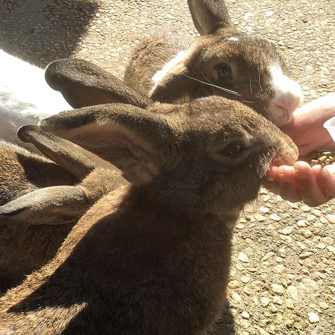 Bunny Treats, Treat Box with 15 Kind of Snacks for Rabbit, Hamster, Chinchilla, Guinea Pig and Other Small Pets, Chinchilla Treats, Guinea Pig Treats, Hamster Treats-PawvioPets