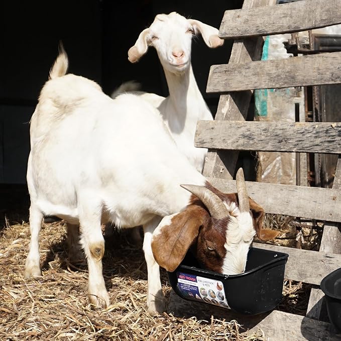 Goovilla Chicken Feeder Waterer, Hanging or Screw-in Fence Feeders with Clips, 2 Pack 5 Quart Goat Feeding Supplies, Duck Piglet Sheeple Coop Dog Livestock Poultry Plastic Feeder Trough Bucket, Black-PawvioPets
