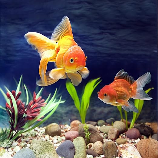 40lbs River Rocks, 1-2 Inch Natural Pebbles for Plants, Hand-Picked Premium Stones for Landscaping and Garden Design, Fish Tank, Flower Pots, Pathways and Backyard, Mixed Color-PawvioPets