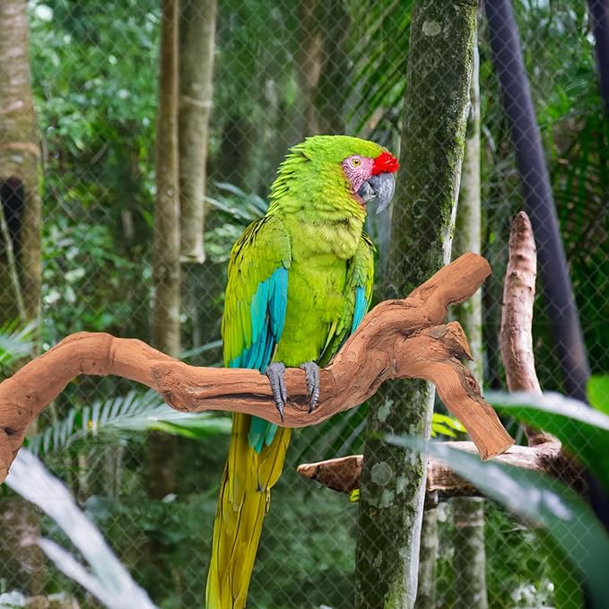 4-Piece Bird Perch Set with Rotating Ball Stand - Natural Wood Bird Gym & Playground for Parrots, Cockatiels, Budgies-PawvioPets