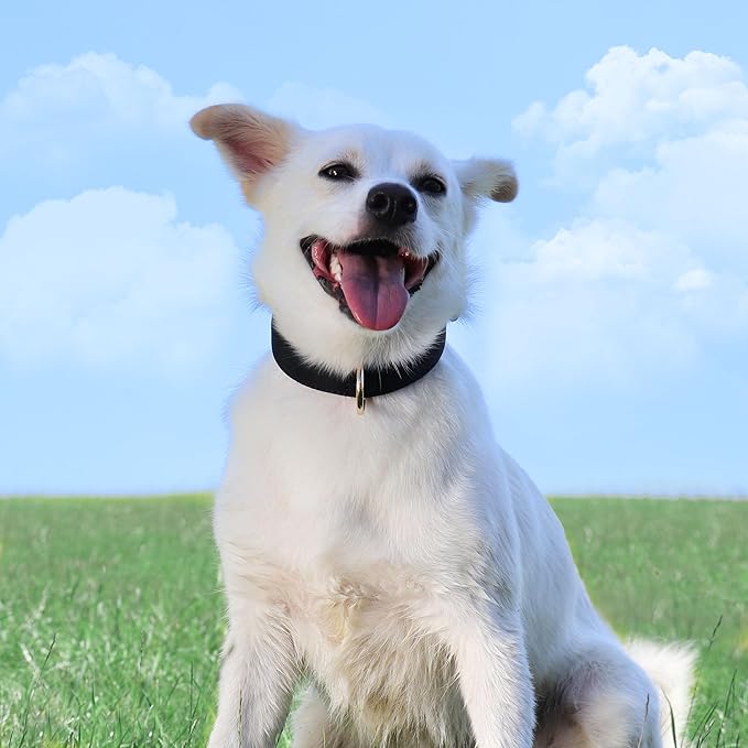 Didog Soft Padded Dog Collars for Small Dogs, Lightweight and Breathable Dog Collar with Metal Buckle for Puppy, Black, S-PawvioPets