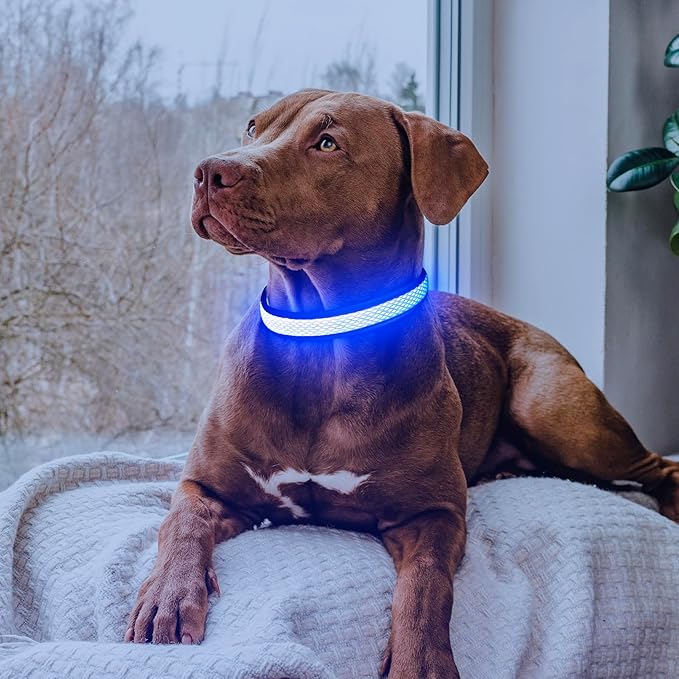 Flashseen LED Dog Collar, Light Up Dog Collar USB Rechargeable, Brightest Dog Lights for Night Walking, Adjustable Dog Collar Light for Dog Safety (Large, Royal Blue)-PawvioPets