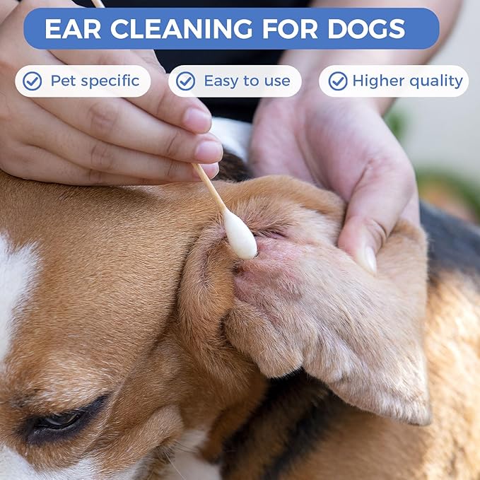 GOLD HONEY 6 Inch Large Cotton Swabs, 100PCS Dog Ear Swabs with Bamboo Handle for Dogs, Pet-Specific, Gentle Design, Lint-Free, Canine Cotton Stick Ear Cleaning-PawvioPets