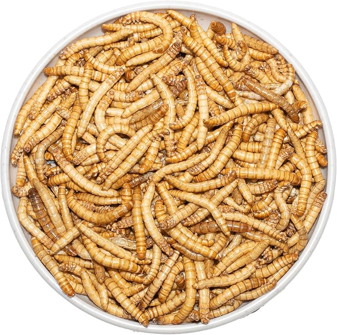 Freeze Dried Mealworms 6 Oz - High Protein Pet Food for Reptiles, Bearded Dragons, Birds & Hedgehogs - Nutrient-Packed Treat for Lizards, Geckos, Turtles, Chickens-PawvioPets
