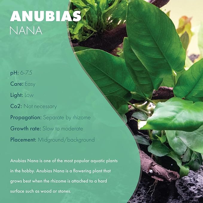 Anubias Live Aquarium Plants - Potted Freshwater Plant for Fish Tanks, Terrariums - Beginner Friendly Low Light (Nana, 1 Pot)-PawvioPets