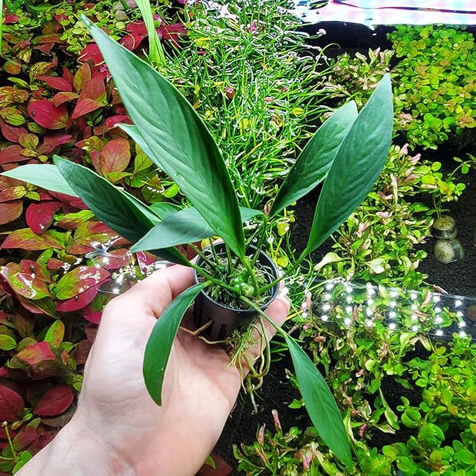 Anubias Live Aquarium Plants - Potted Freshwater Plant for Fish Tanks, Terrariums - Beginner Friendly Low Light (Glabra, 1 Pot)-PawvioPets