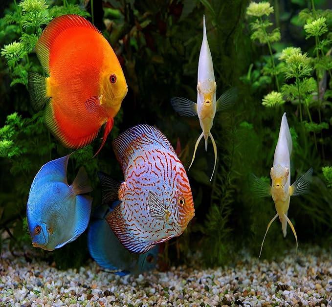 Aquatic Foods Inc. Freeze Dried Floating Brine Shrimp Cubes and Tubifex Cubes for All Tropical Fish, Marine Fish, Discus, Cichlids, Koi & Pond Fish, Turtles…1.5oz Small Jar-PawvioPets