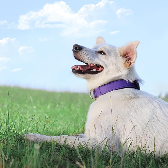 Didog Soft Padded Dog Collars for Small Dogs, Lightweight and Breathable Dog Collar with Metal Buckle for Puppy, Purple, S-PawvioPets