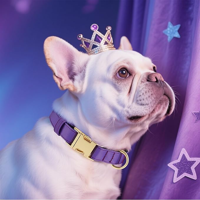 Didog Soft Padded Dog Collars for Medium Dogs, Colorful and Durable Dog Collar with Quick Release Buckle, Light and Breathable for Daily Walking, Purple, M-PawvioPets