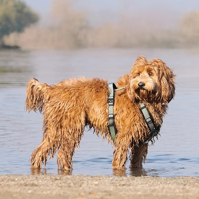 CLEPAWS Dog Harness for Small Dogs, No Pull Dog Harness Easy Walk with Metal Hardware, Ergonomic Y-Shaped Design, Soft Padding, Padded Handle, Durable High-Tensile Nylon (Seabreeze, S)-PawvioPets