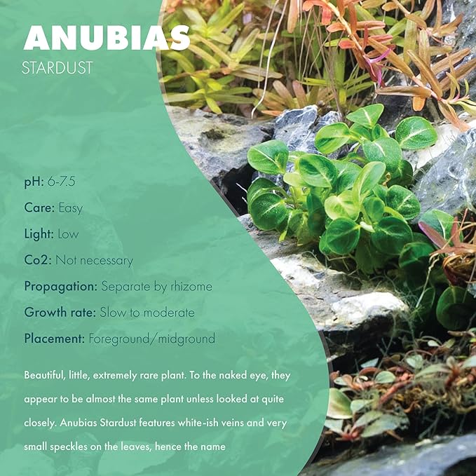 Anubias Live Aquarium Plants - Potted Freshwater Plant for Fish Tanks, Terrariums - Beginner Friendly Low Light (Stardust Mini, 1 Pot)-PawvioPets