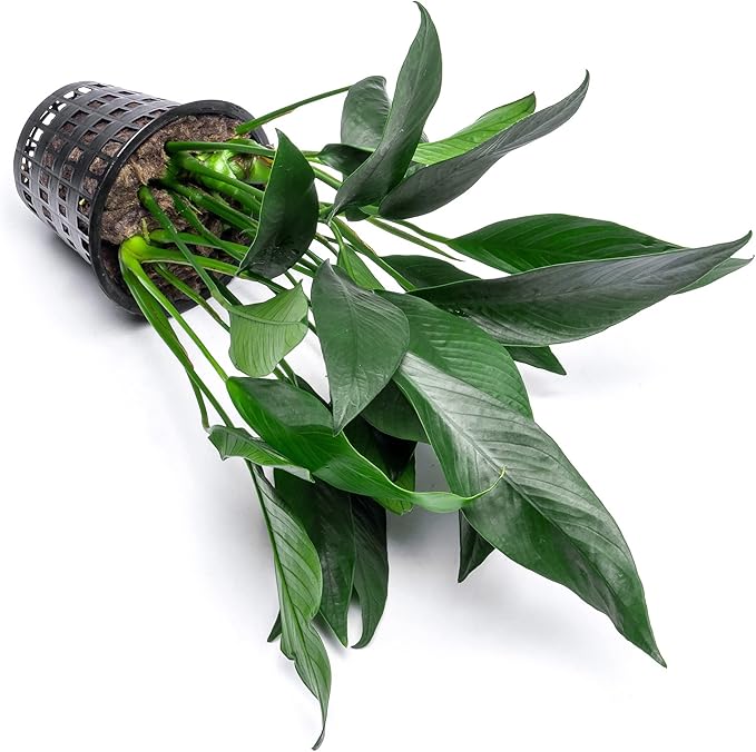 Anubias Live Aquarium Plants - Potted Freshwater Plant for Fish Tanks, Terrariums - Beginner Friendly Low Light (Lanceolata, Mother Plant)-PawvioPets