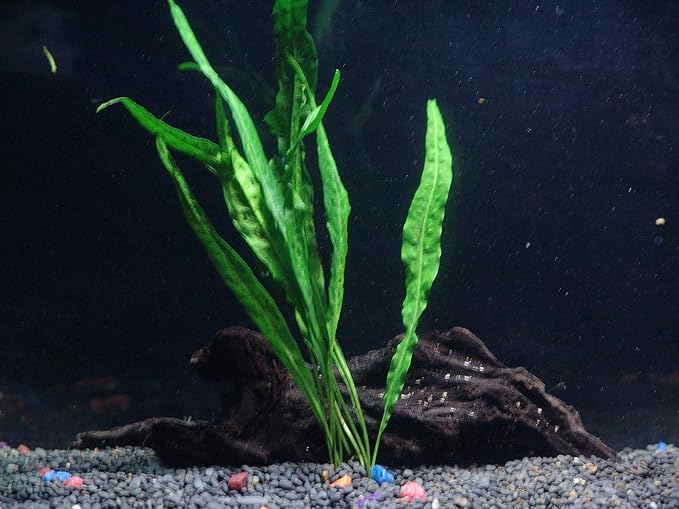 30+ Stems - 8 Species - - Anacharis, Amazon, Rotala, Ludwigia and More!-PawvioPets