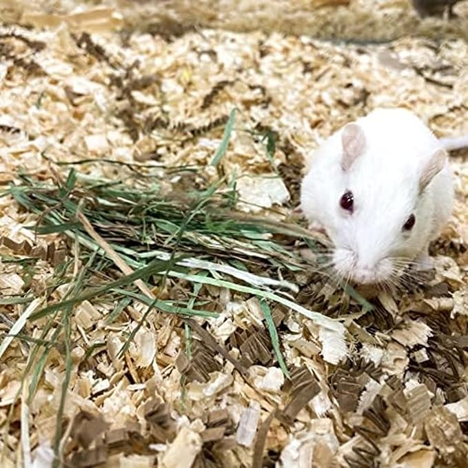 Blue Mountain Hay | Fresh Timothy Hay (24 Ounce) | Great for All Ages | High-Altitude Hay Pet Food for Rabbits, Guinea Pigs, Chinchillas, Hamsters, and Other Small Pets-PawvioPets